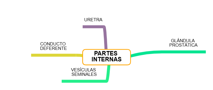 PARTES INTERNAS