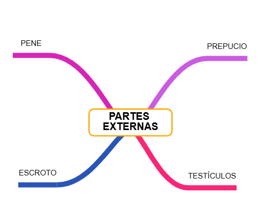 PARTES EXTERNAS